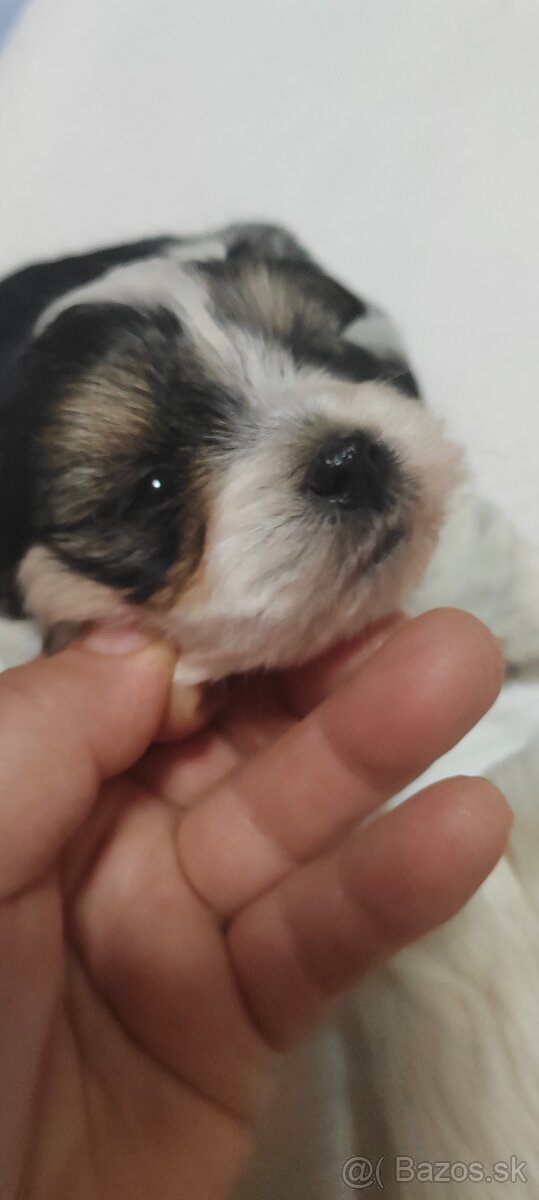 Predám Yorkshire terrier mini - 8