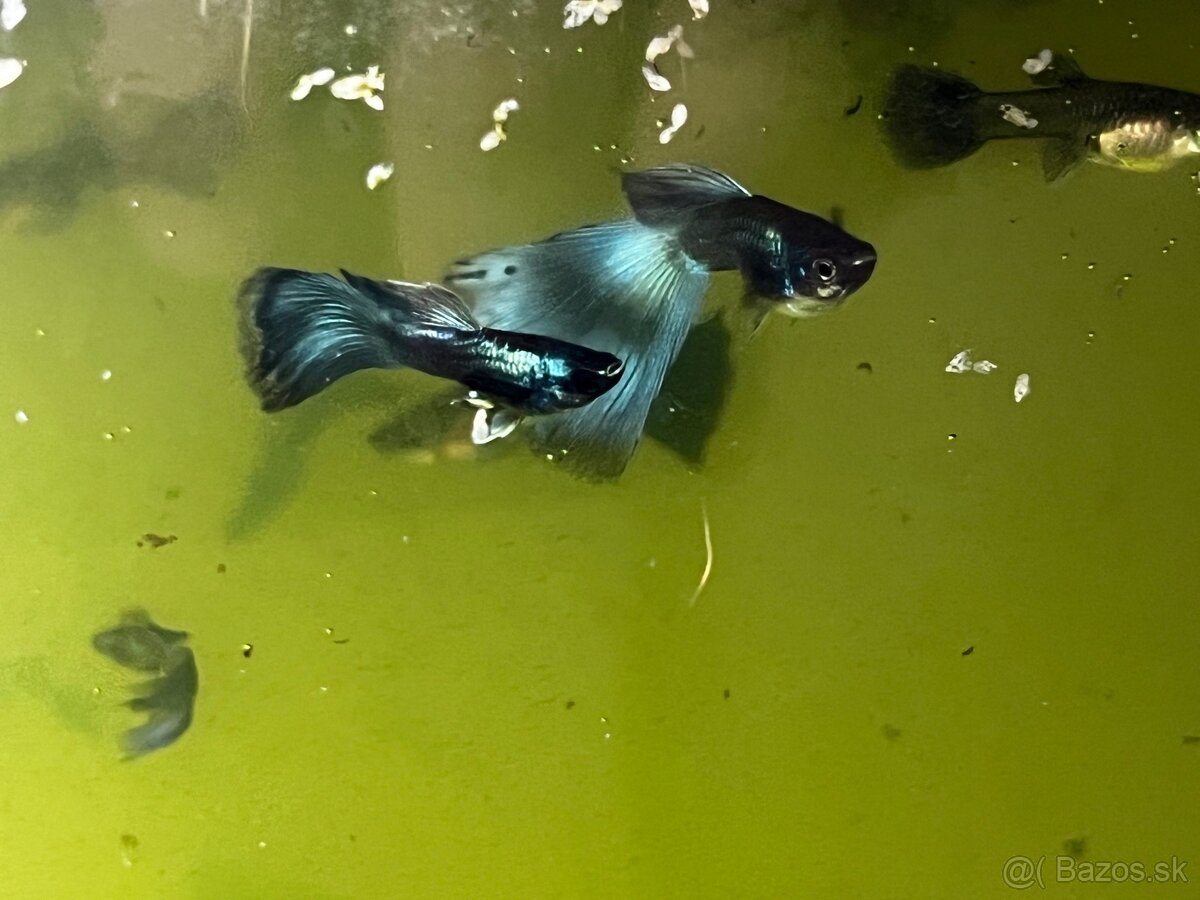 Gupky | Endlerky | Živorodky (NR) - 8