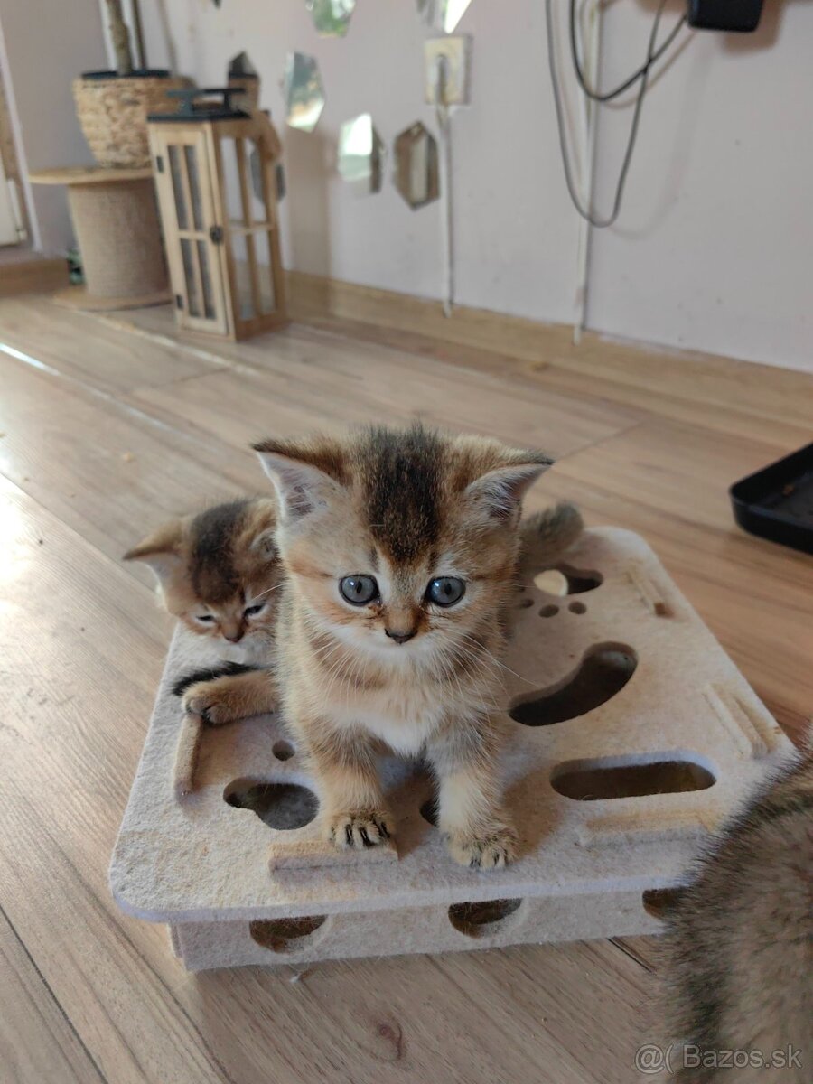 Britská krátkosrstá mačka - 8