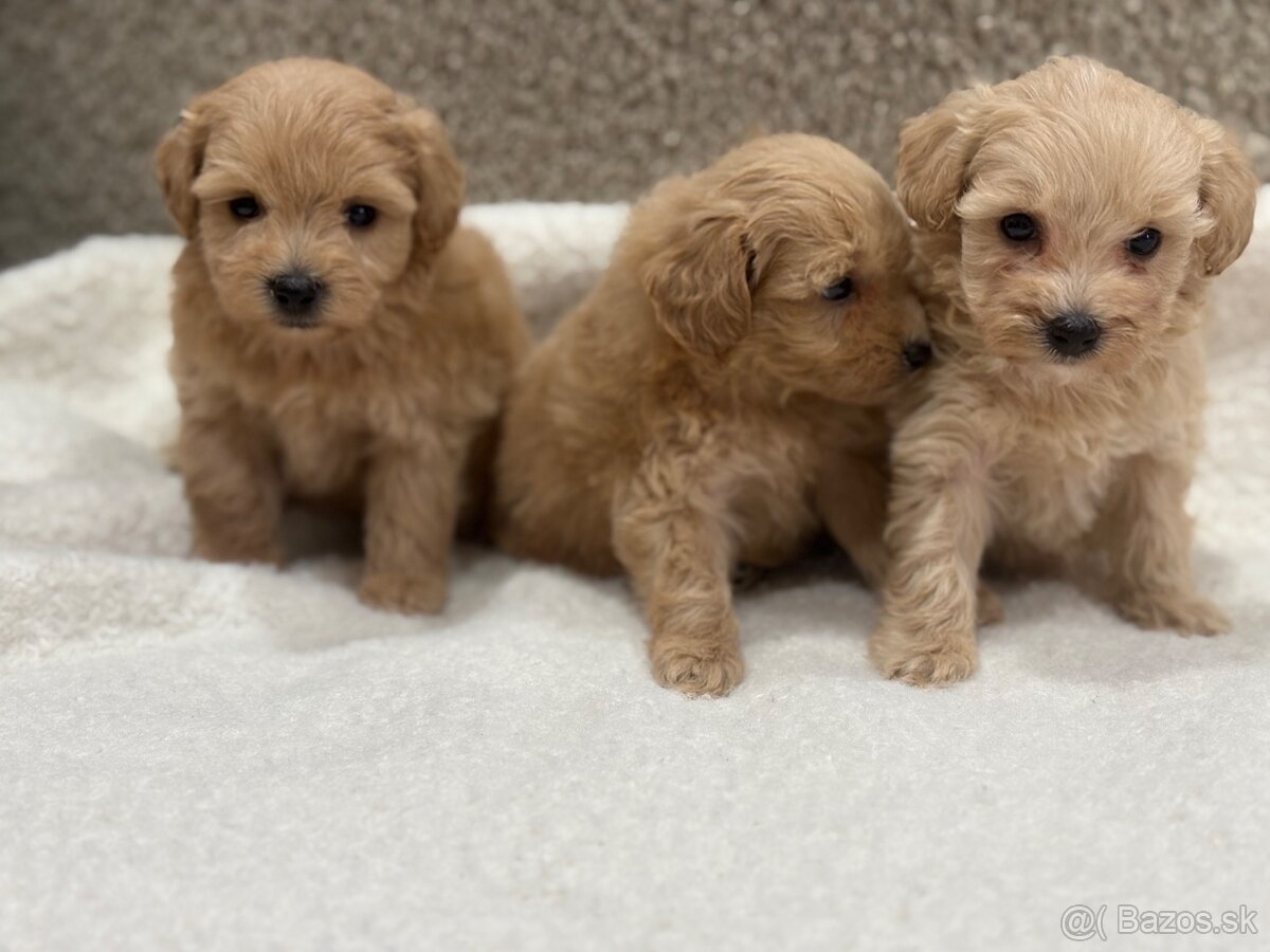Maltipoo - 8