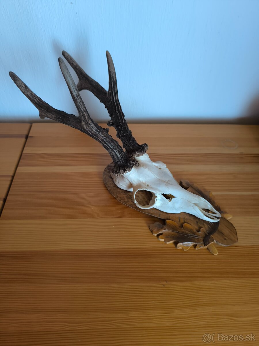 Trofeje srnca - 8