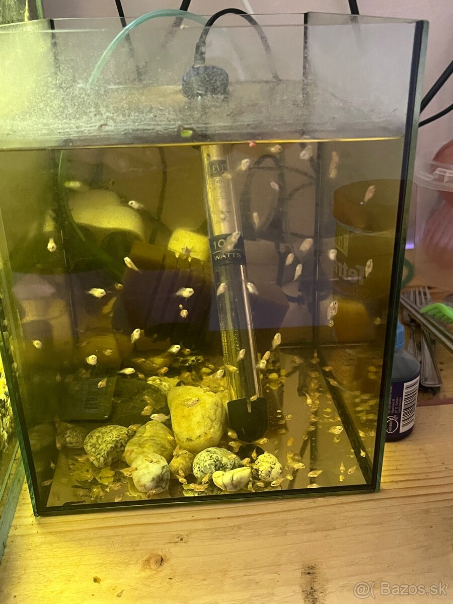 Predám mladé rybičky - 8