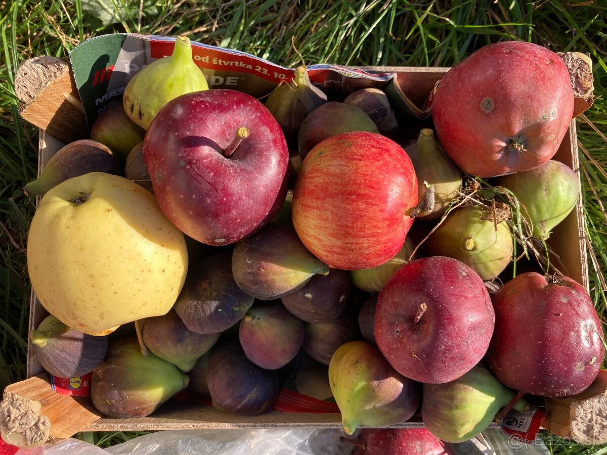 Stavebná parcela v obci Somotor - 8