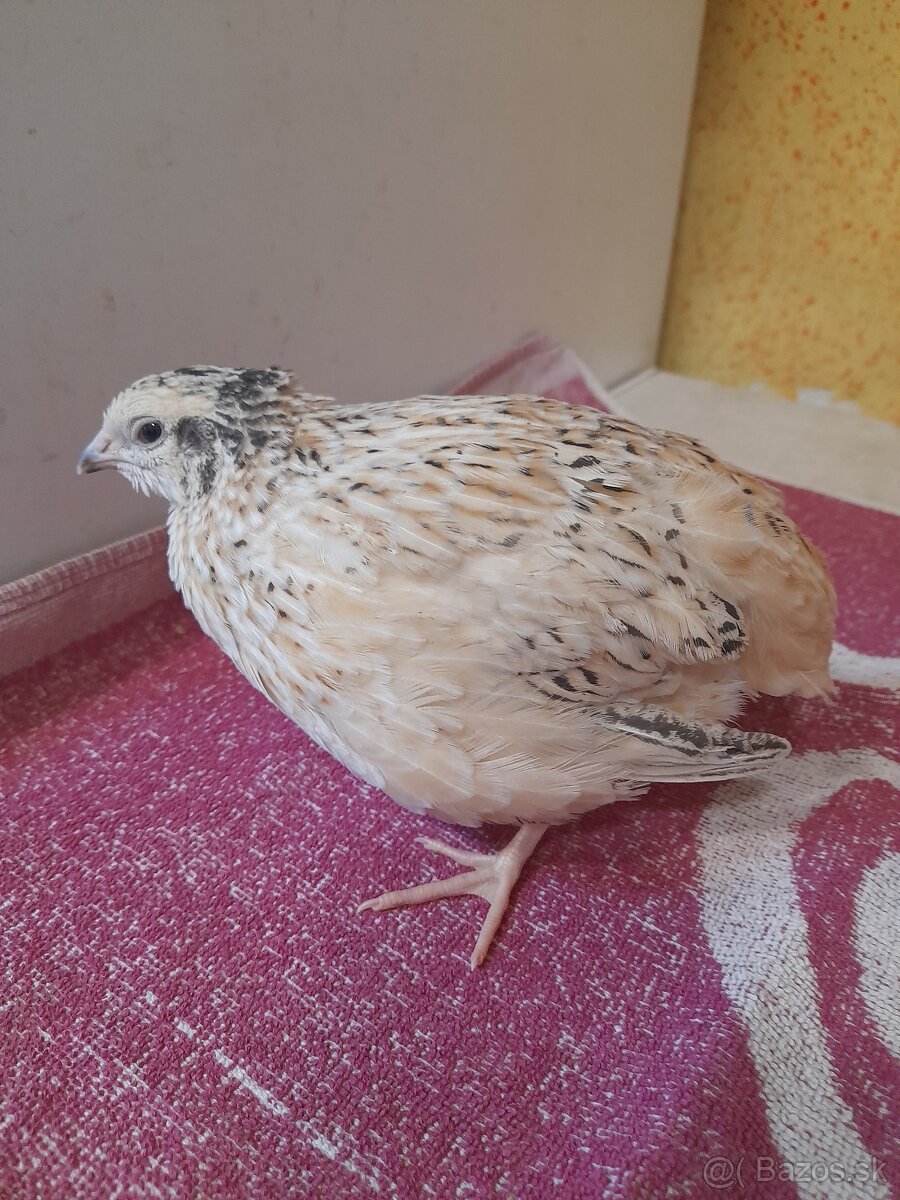 Prepelice japonské-sliepky - 8