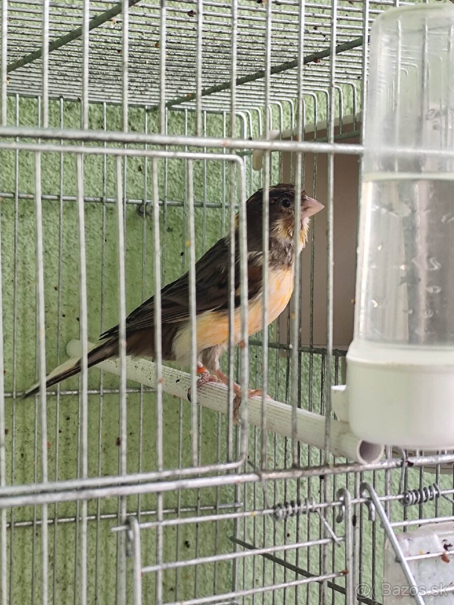Predám kanárikov . - 8