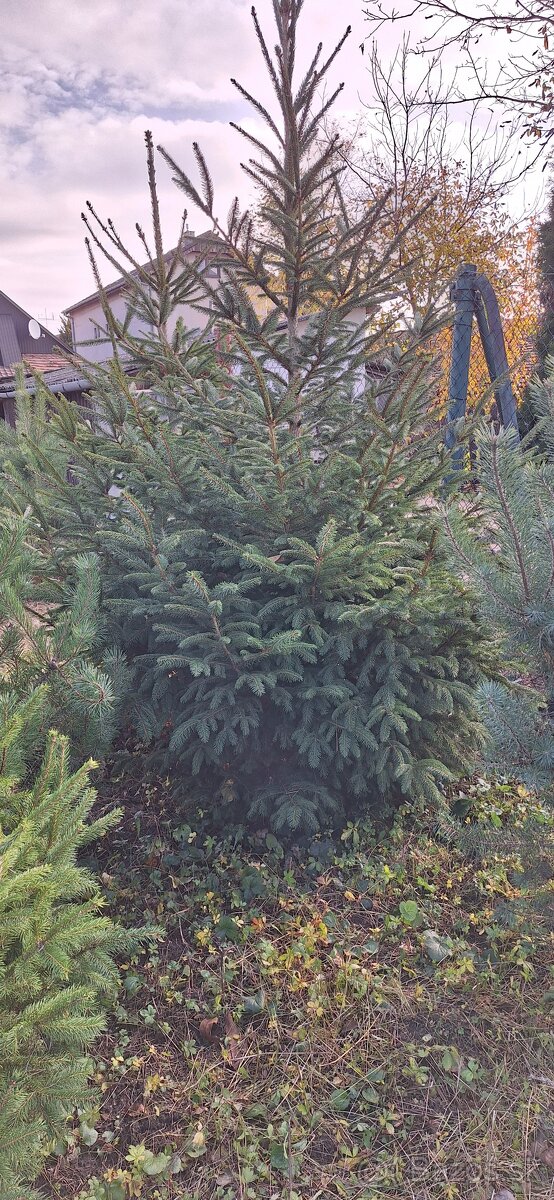 Živé smreky🎄 ako Vianočný stromček🎄 - 8