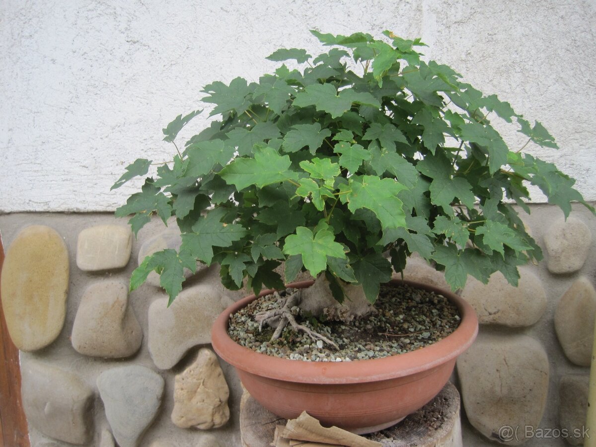 bonsai,bonsaj-hrab 15 - 8