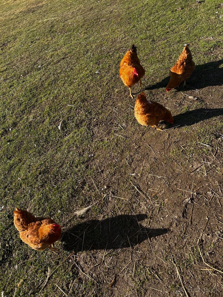 Chovný kmeň Oravka - 8