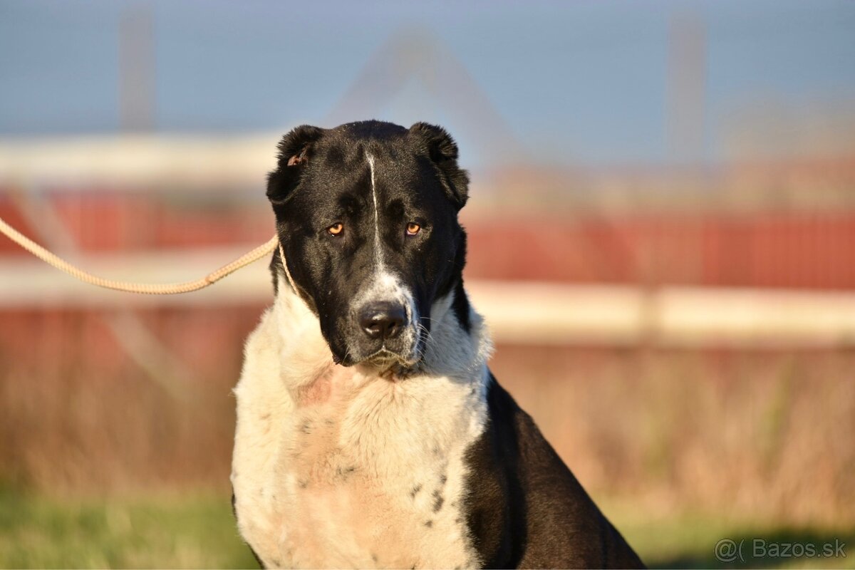 Stredoázijský ovčiak SAO s PP - 8