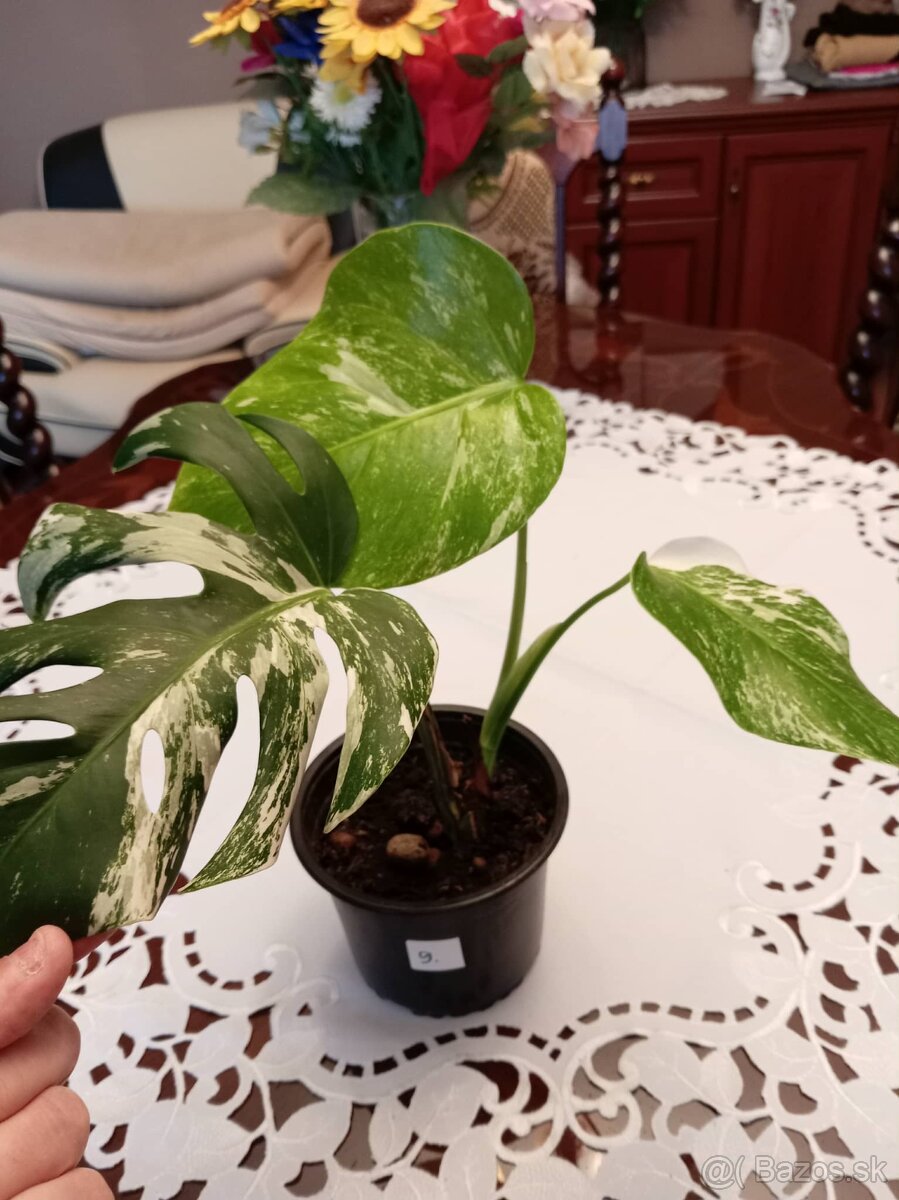 Monstera albo variegata - 8