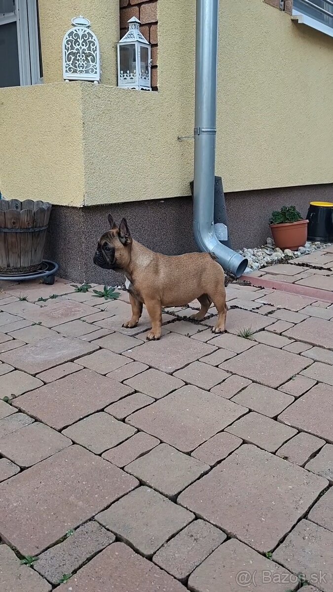 Francouzsky buldoček s PP - sučky - 8