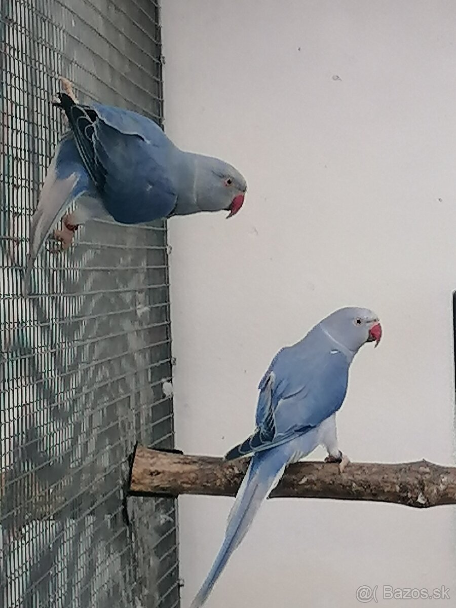 Alexander malý 23,24, 25 - 8