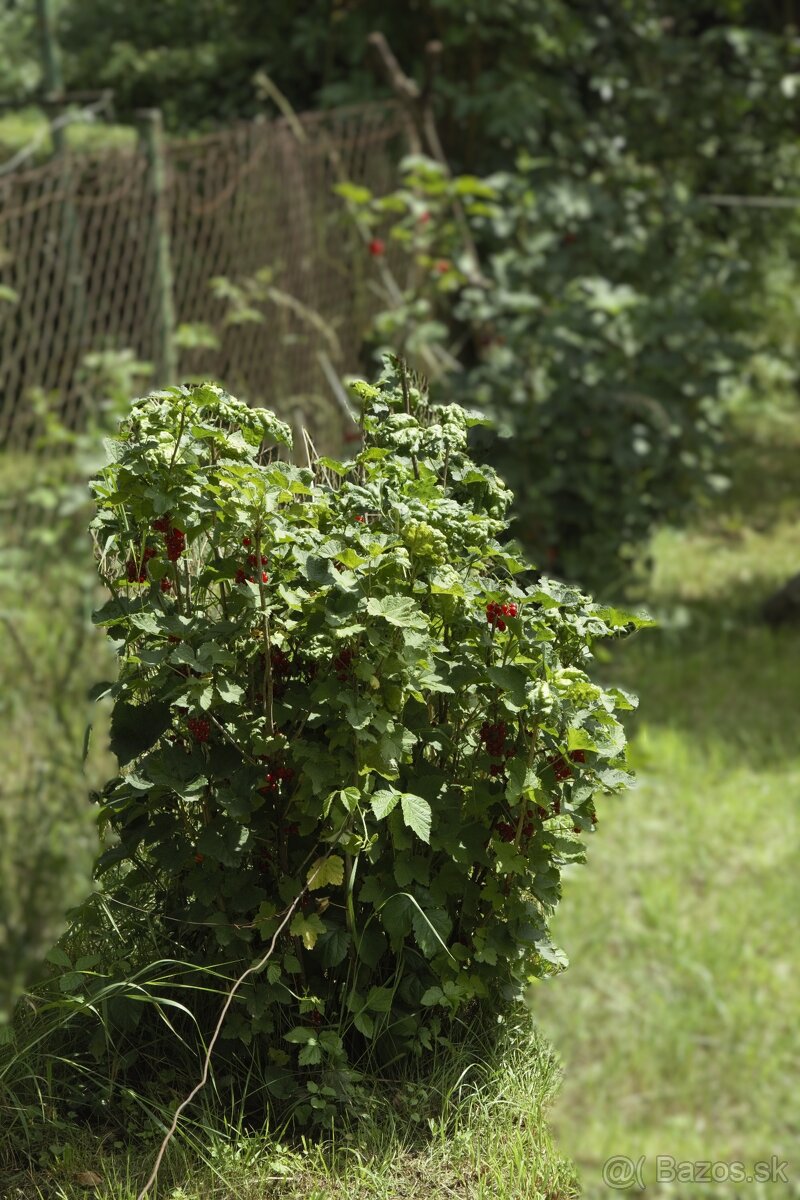 8 árový pozemok s chatou. - 8
