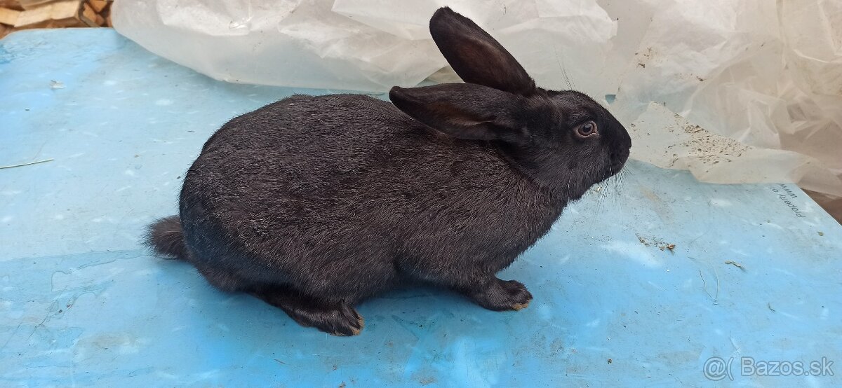 Predám králiky 4,5 mesačne - 8