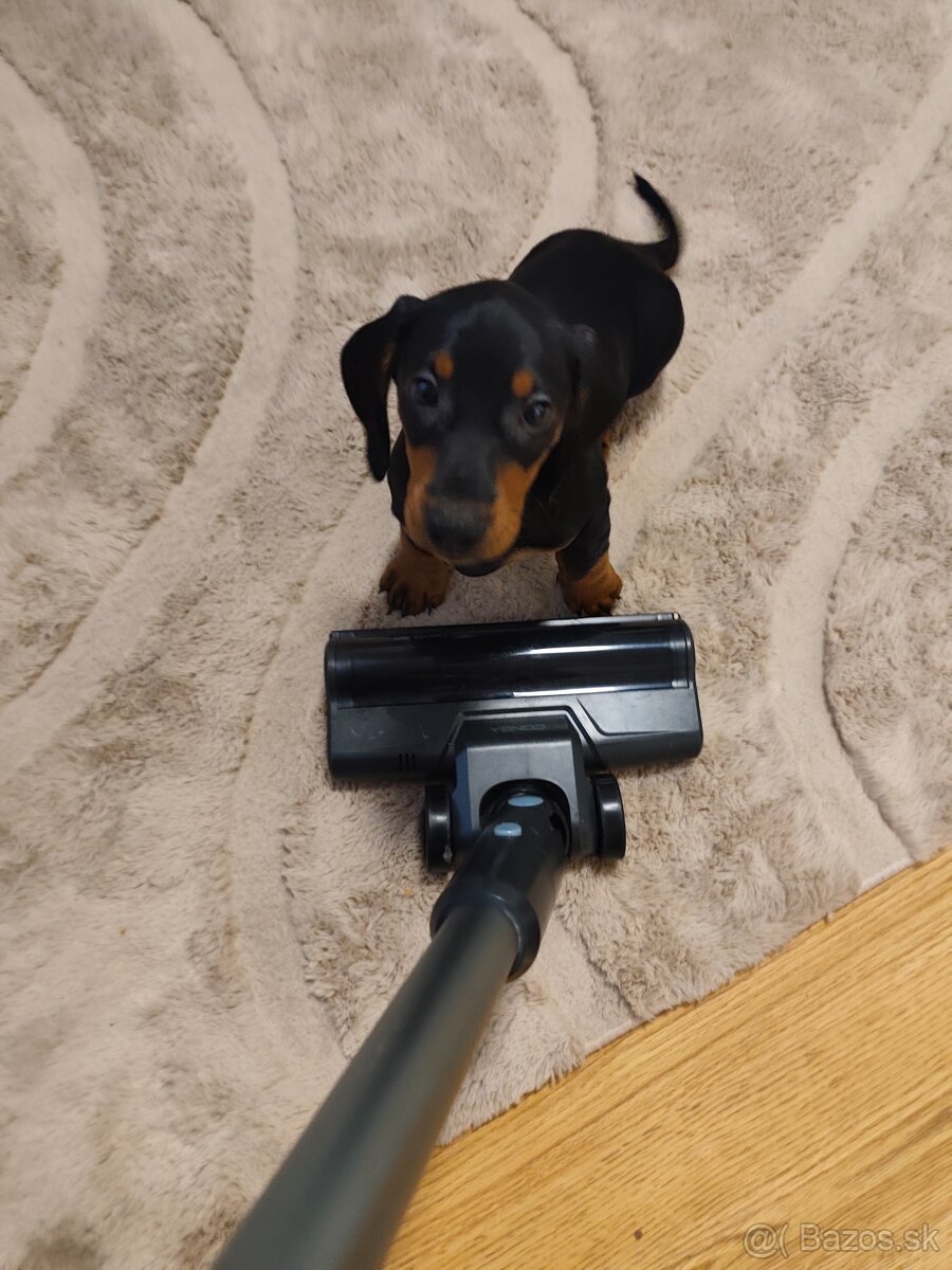 Predám 5 mesačné šteniatko - 8