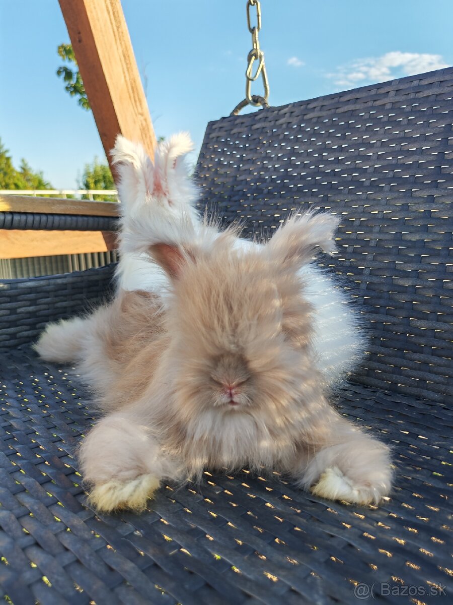 Anglická angora - 8