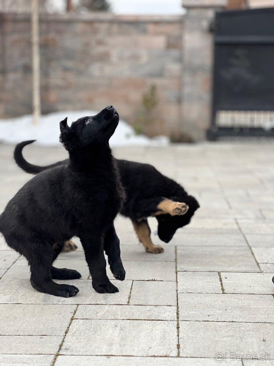 Nemecký ovčiak šteniatka - 8