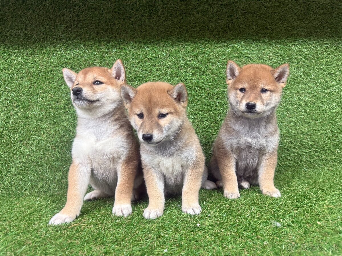 Shiba inu, Šiba inu - 8
