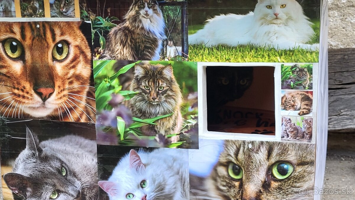 Darujem mačku - 8
