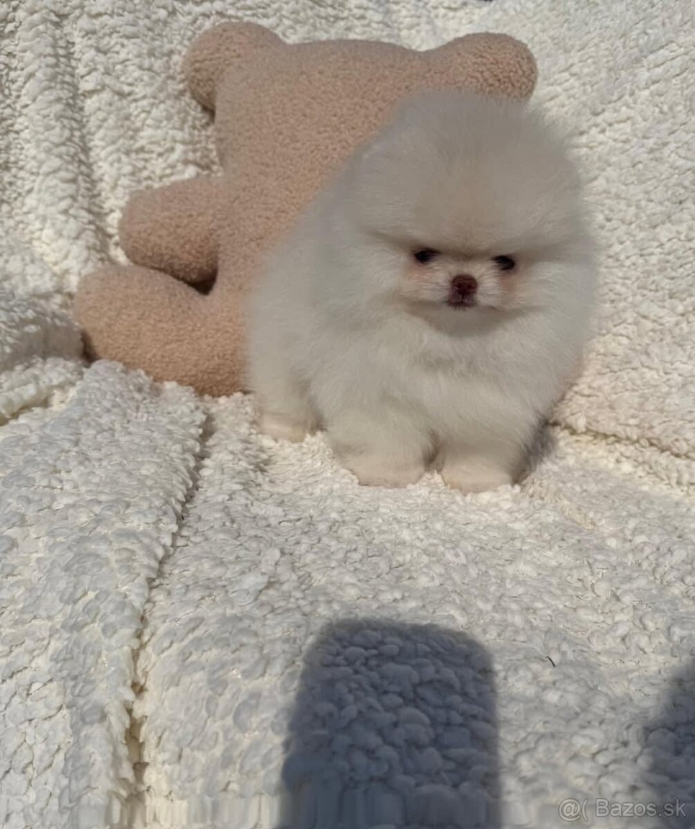 Pomeranian mini - 8