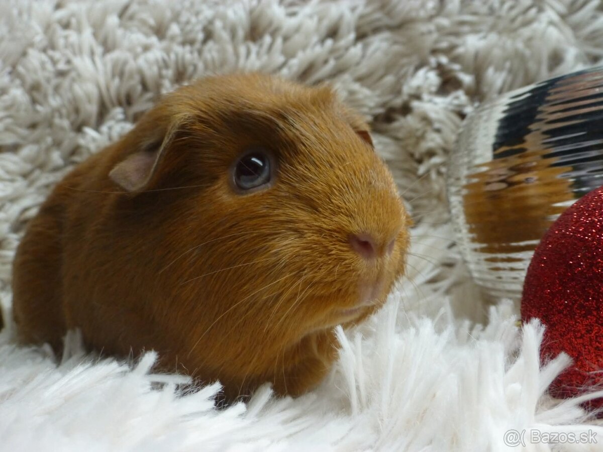 Ušľachtilé morčiatka - 8