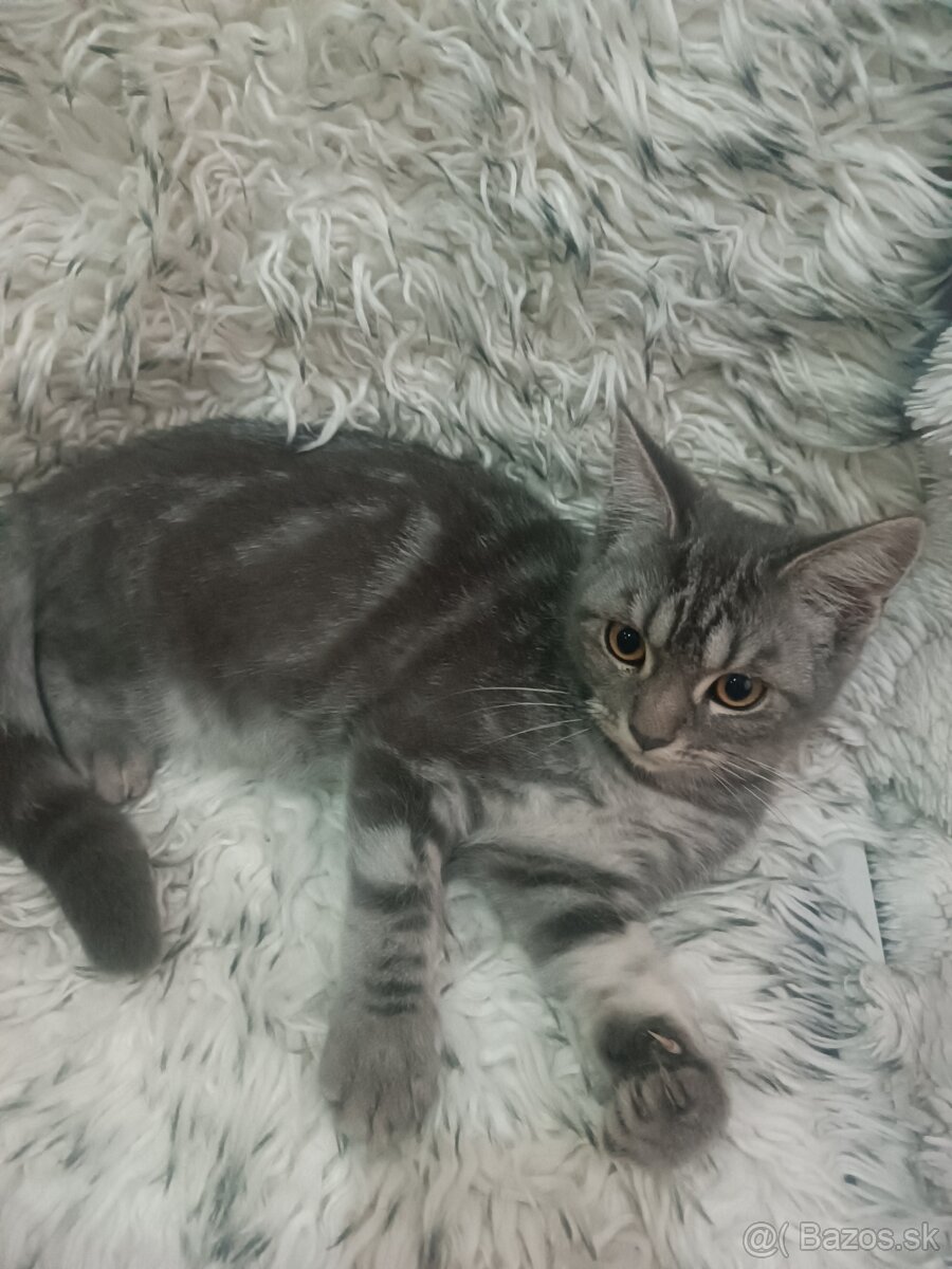 Britske maciatka - 8