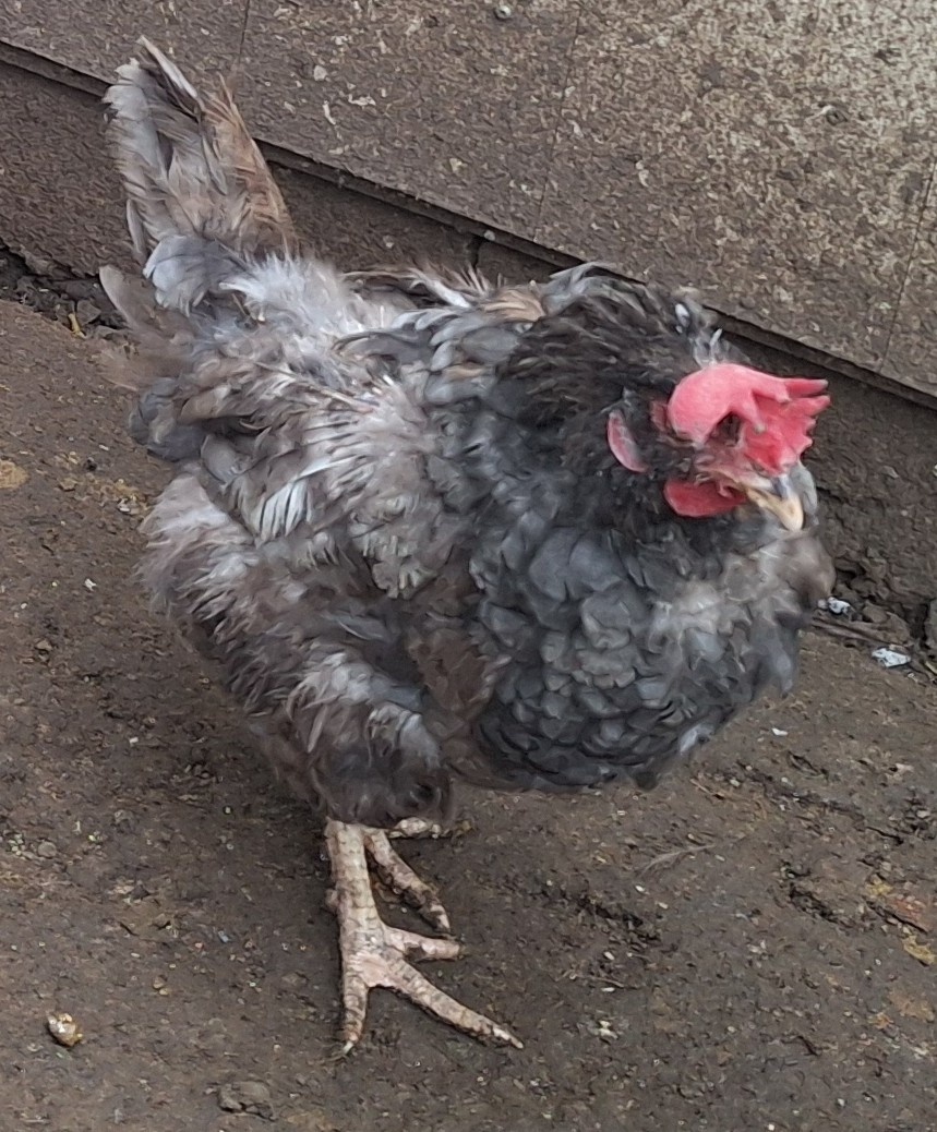 sliepky na polievku 5ks - 8