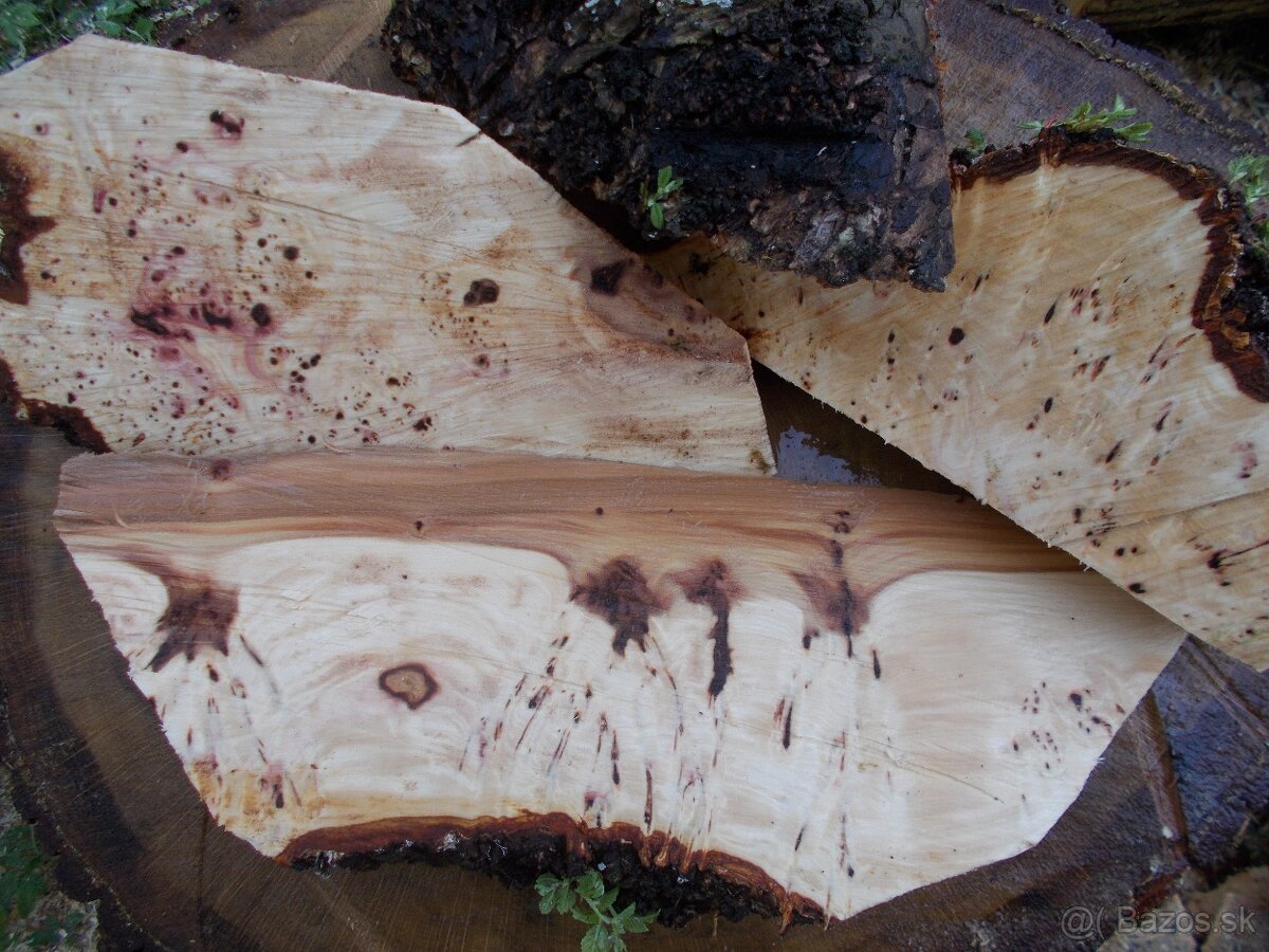 Očková jelša, očkový javor,očková hlošina,nádory, korenica.. - 8