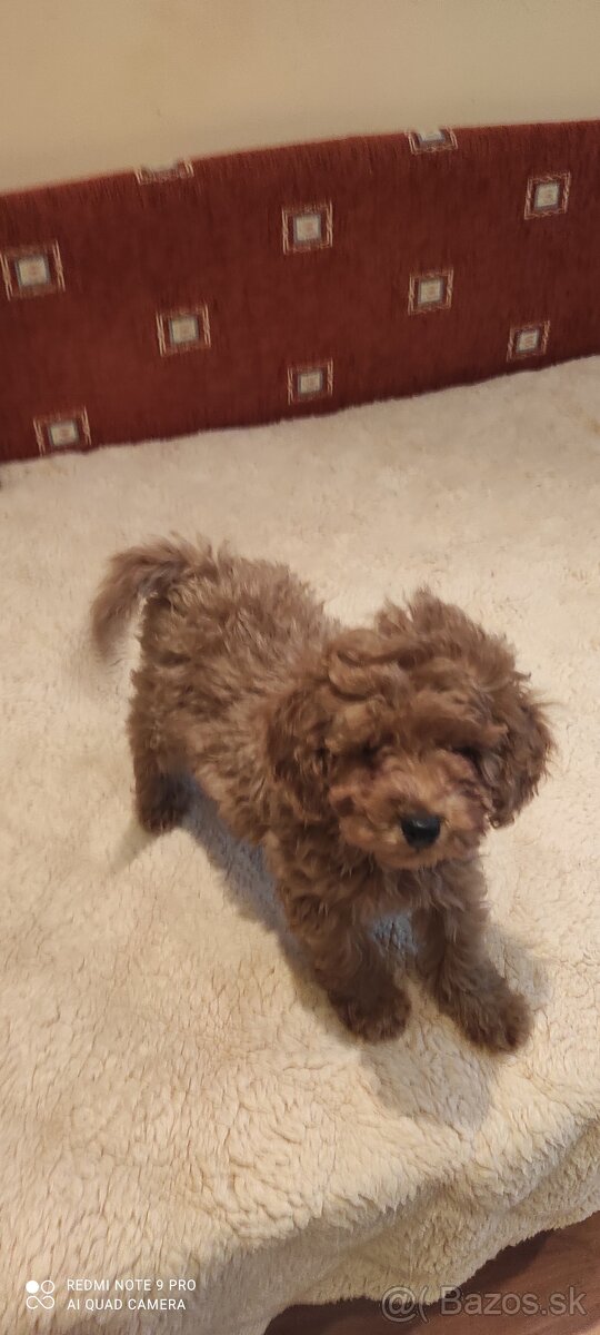 Pudel Trpaslíči - 8