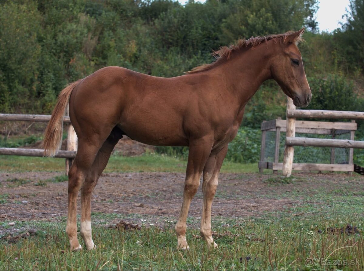 APH SORREL ŽREBČEK NA PREDAJ - 8