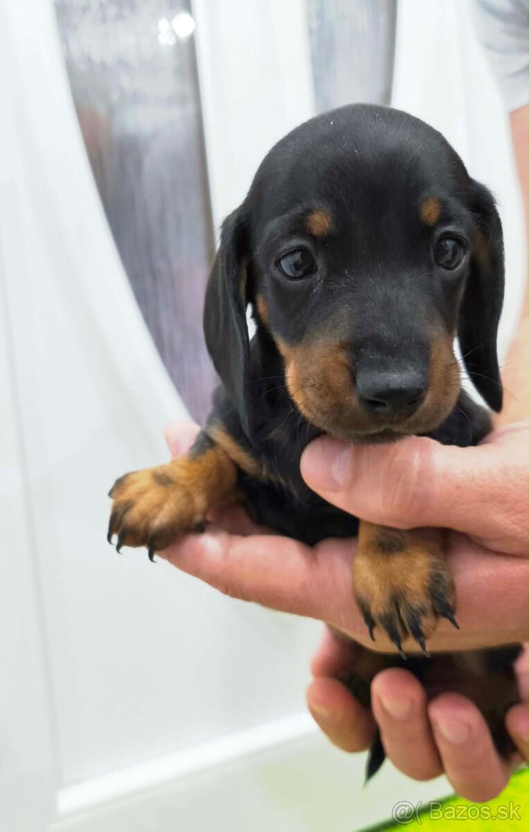 Jazvečík trpasličí - 8