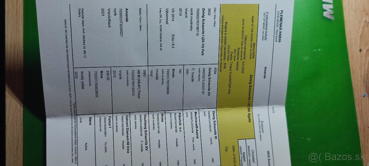 Predám mladé kobylky Norik Muránsky - 8