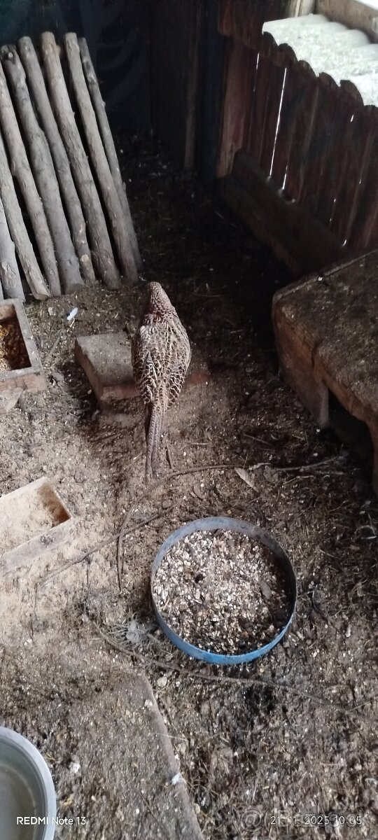 Bažant poľovný - 8