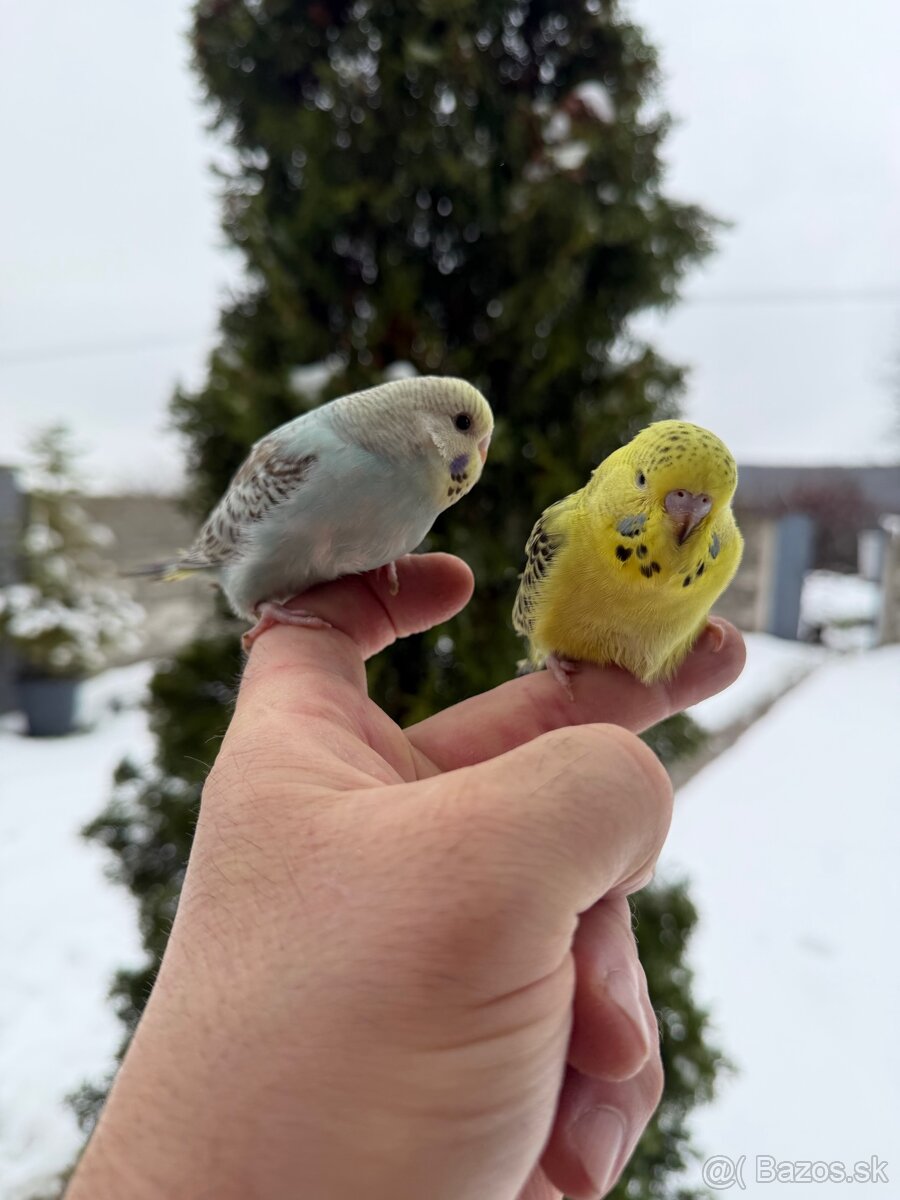 Andulky mlada Maznačik - 8