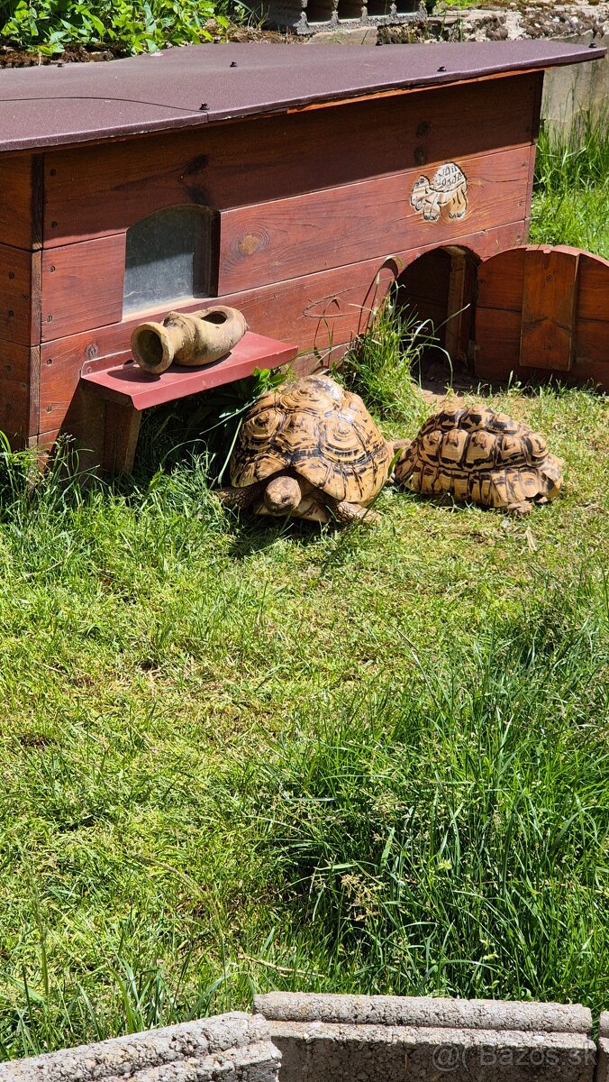 Korytnačka leopardia - 8