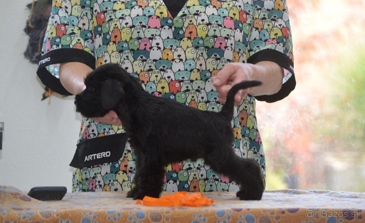 Bradáč malý čierny - šteniatka - 8