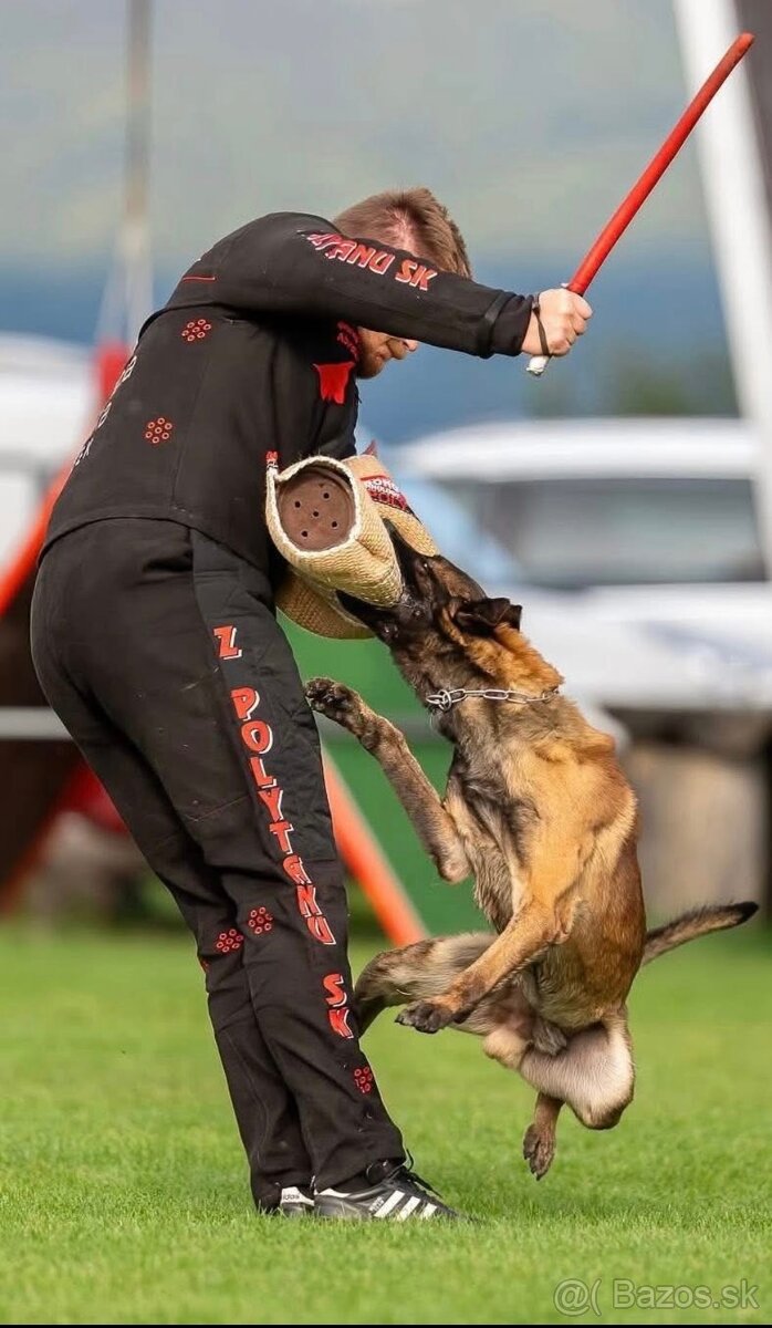 Belgický ovčák Malinois s PP 7.týdnů - 8