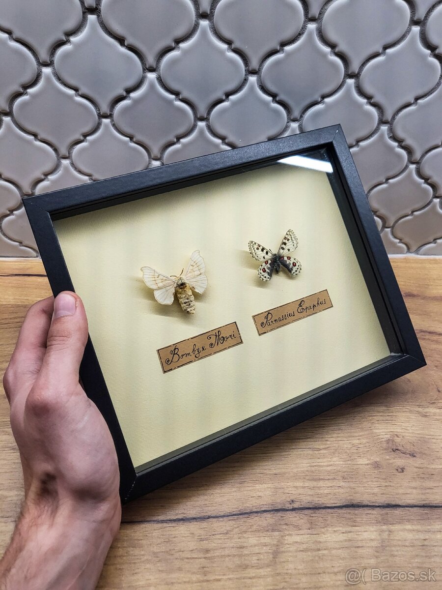 Motýle v ráme - 8