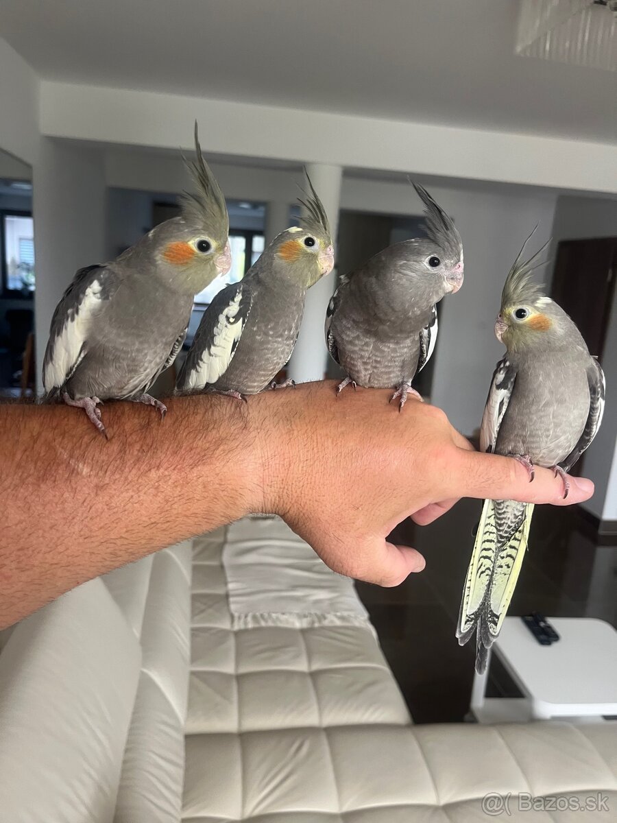 Korely ručne dokrmena Krotká - 8