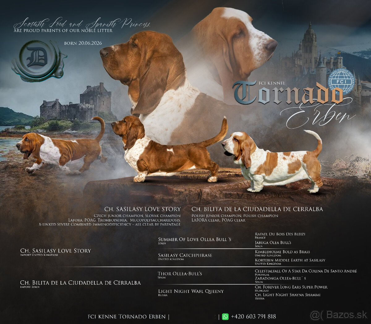 Basset hound - holčička Dulcibella s PP - 8