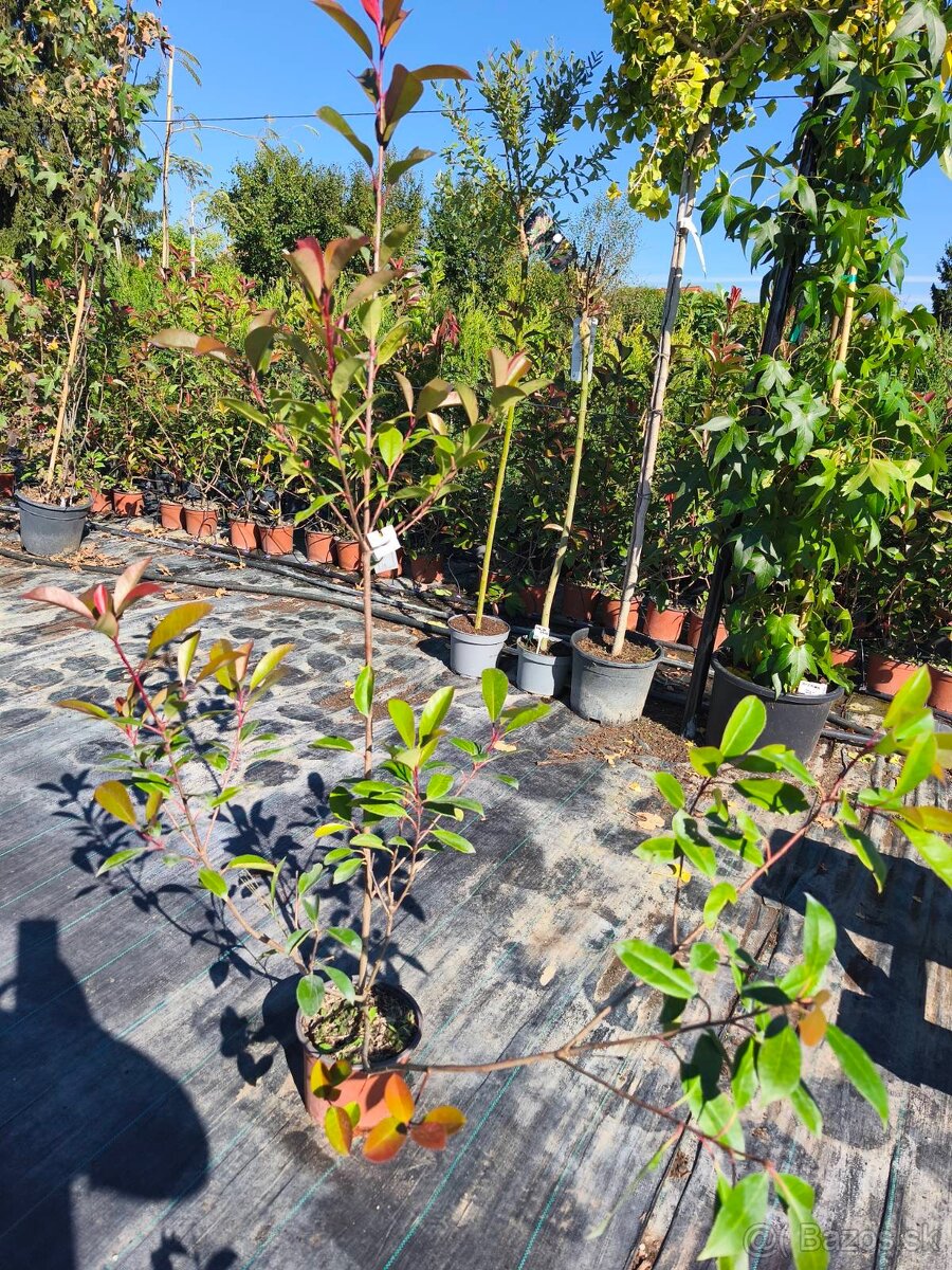 Vavrinovec cervienka - 8