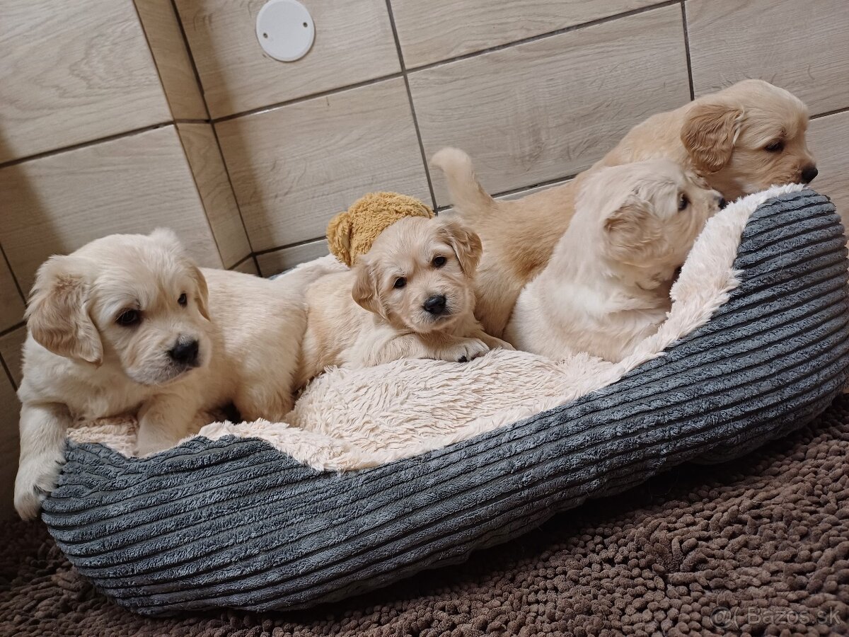 Zlatý retriever - 8