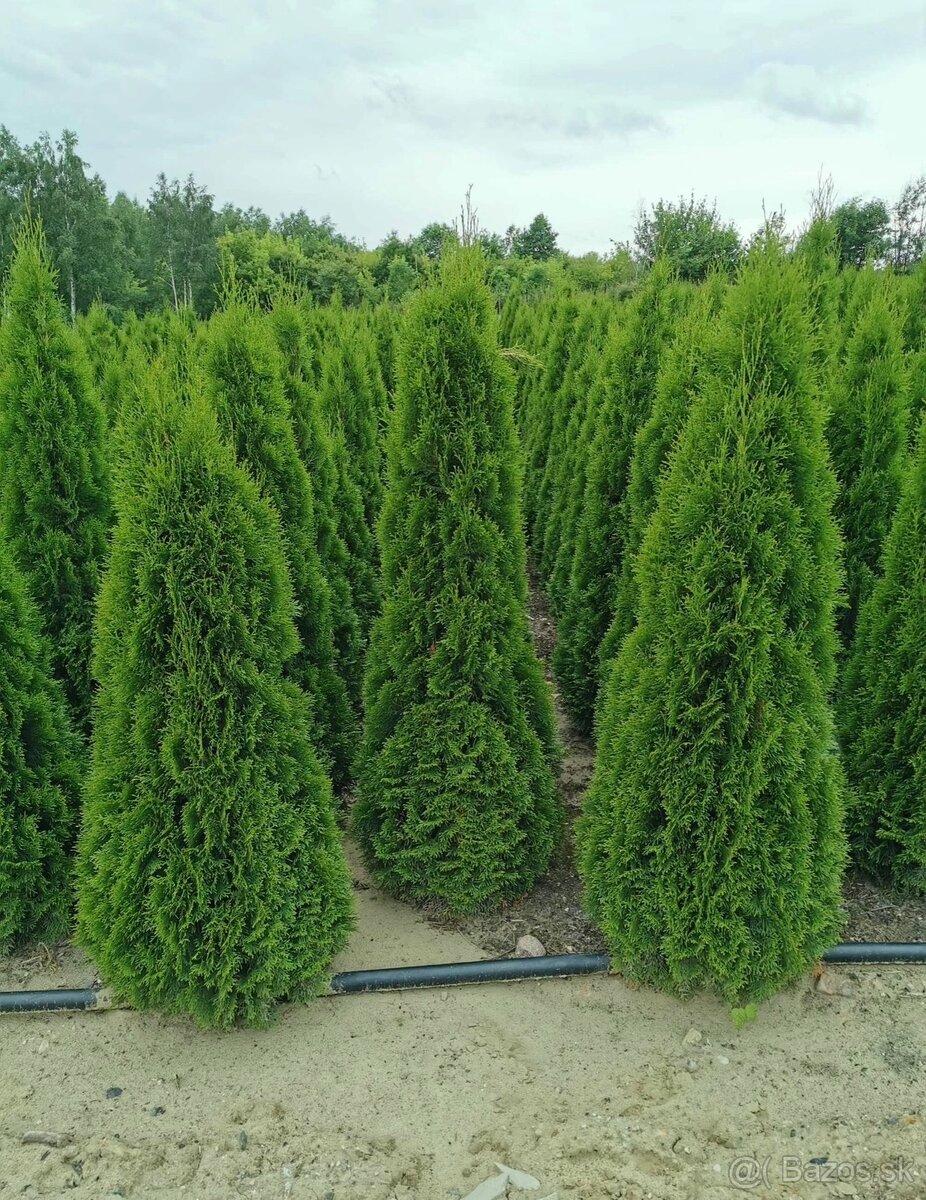 Tuje Smaragd - Spišská Nová Ves - 8