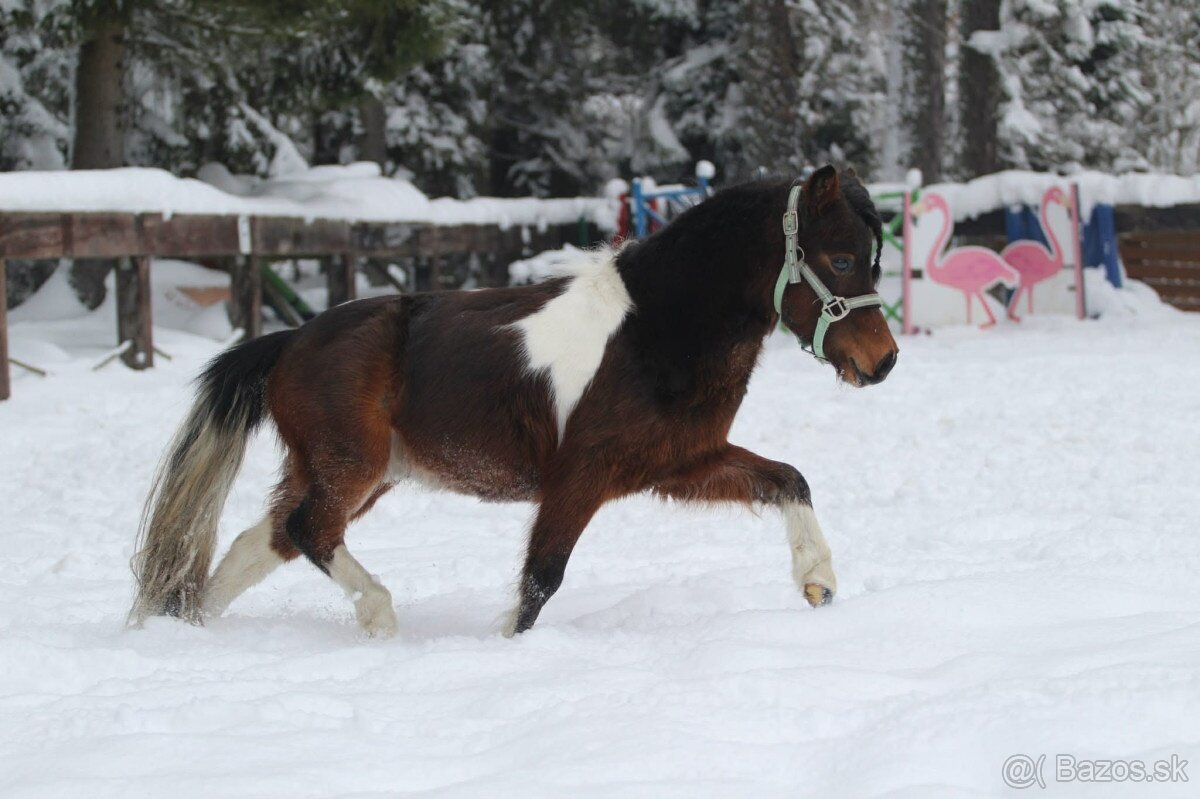 Belgický miniatúrny poník - 8