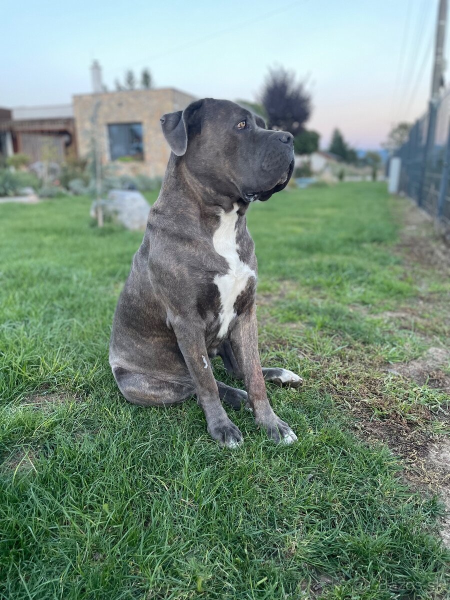 Cane Corso šteniatka - 8