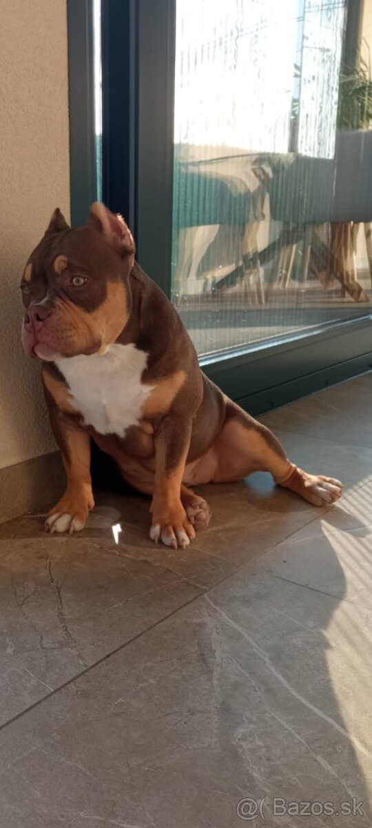 American bully Pocket / Standard s PP - 8