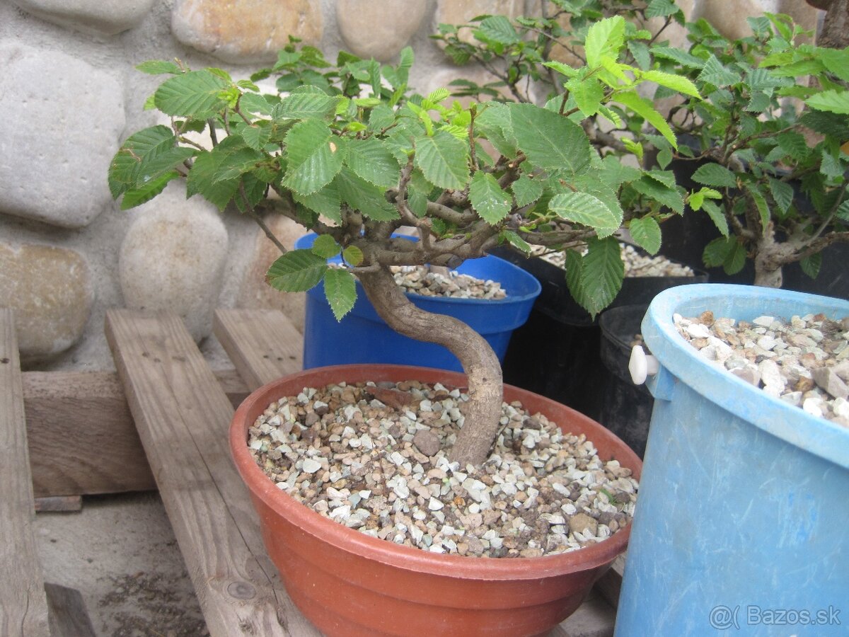 bonsai,bonsaj-hrab 3 shohin - 8