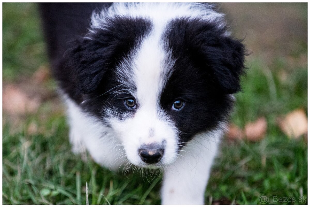Border Collie Border Kolia s PP FCI - 8