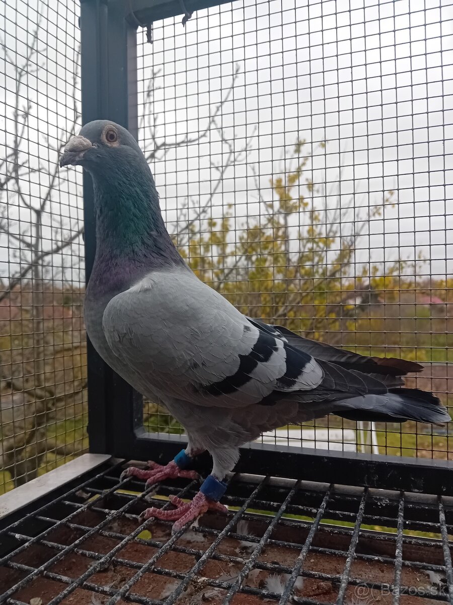 Poštové holuby - 8