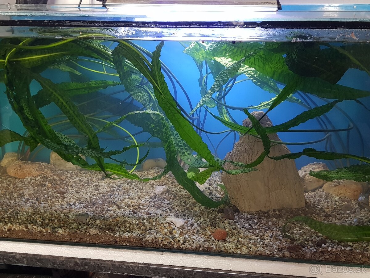 krásne zabehnuté 130 litrové akvárium - 8